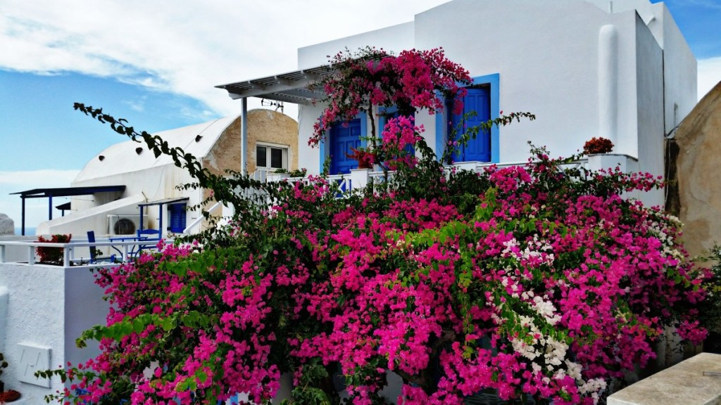 Flowers of Santorini