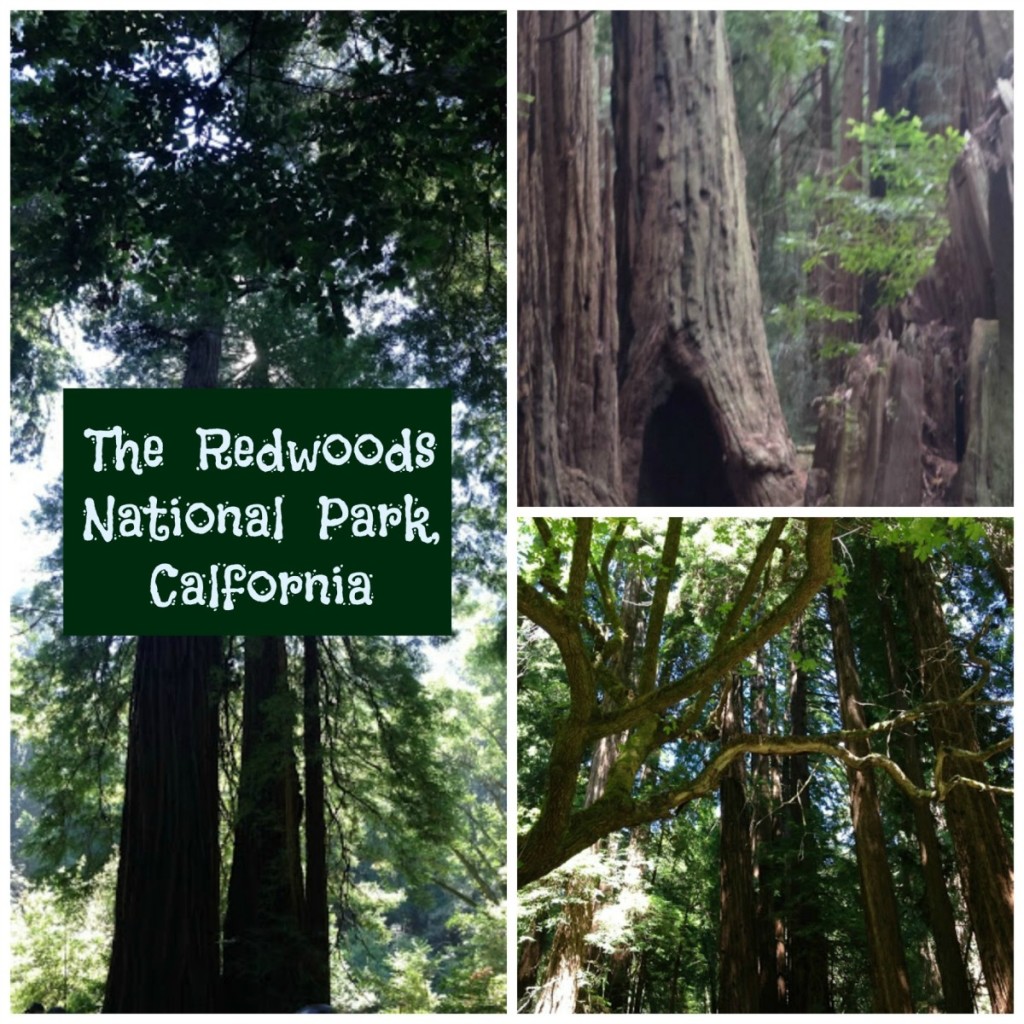 Redwoods - National Park Service
