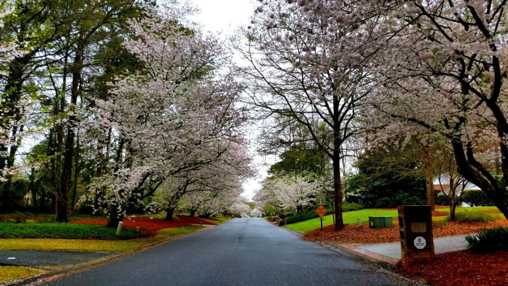 Macon, Georgia Cherry Blossoms