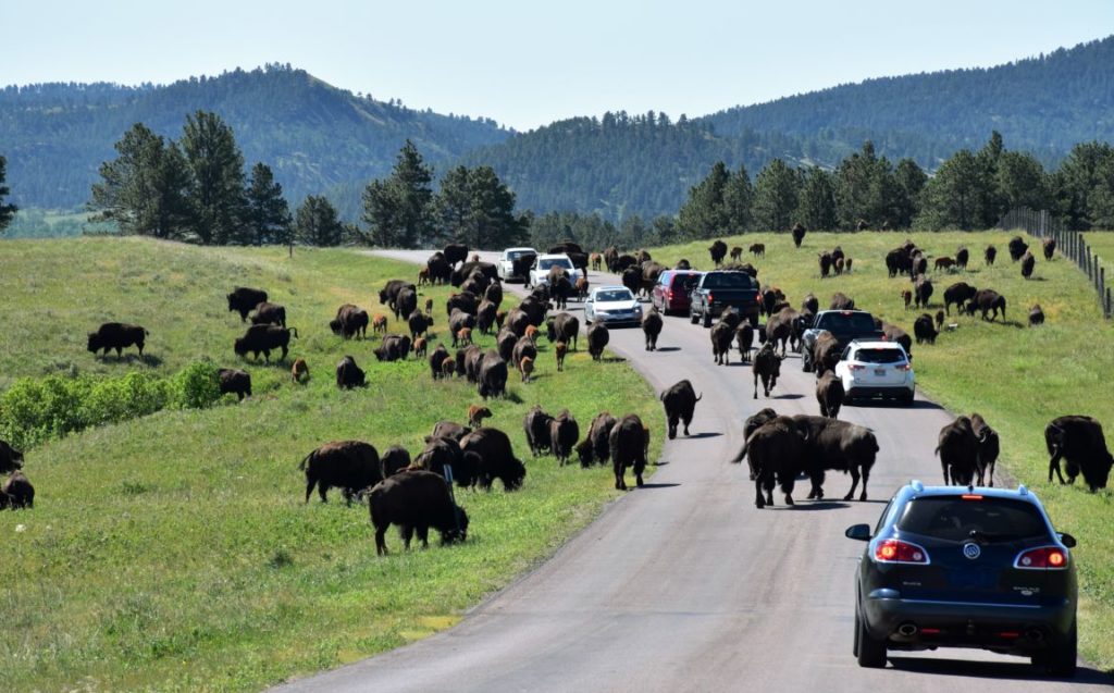 Let us convince you to visit Custer State Park: remarkable beauty, thrilling animal encounters, lake fun, cool lodging, and incredible scenic drives.