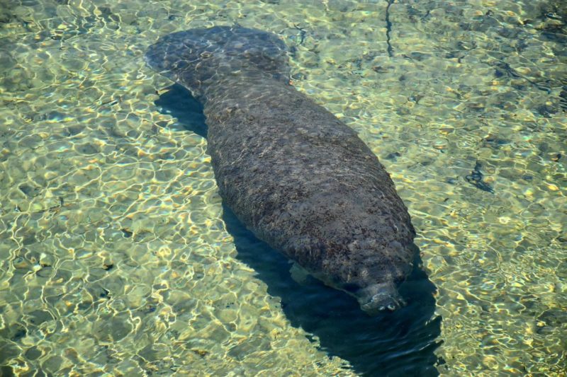 Homosassa Springs Wildlife State Park is located in Citrus County and is known fondly as Florida's nature coast. Here you are guaranteed to see manatees, the gentle giants of the sea, and other native wild animals such as black bears and bobcats in their natural habitat.