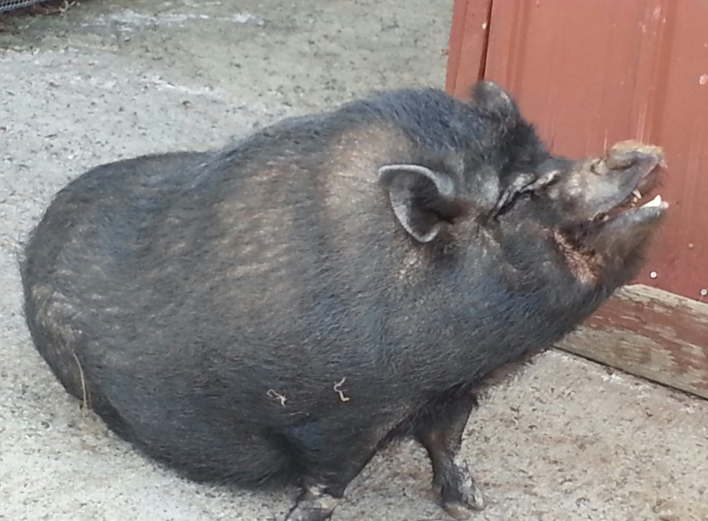 Pot-bellied Pig at Patti's 1880's Settlement