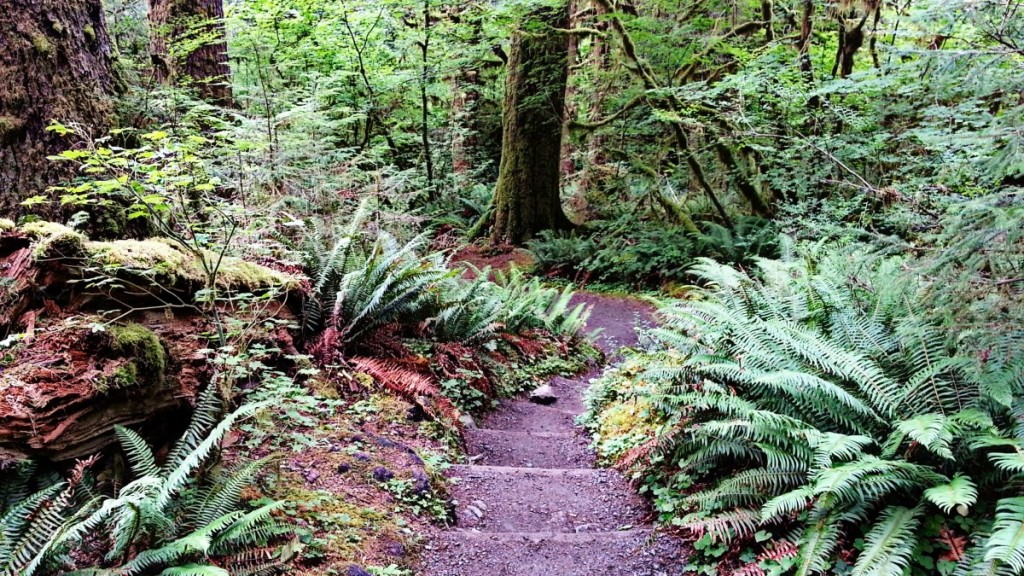 Hoh Rainforest Trail - Olympic National Park