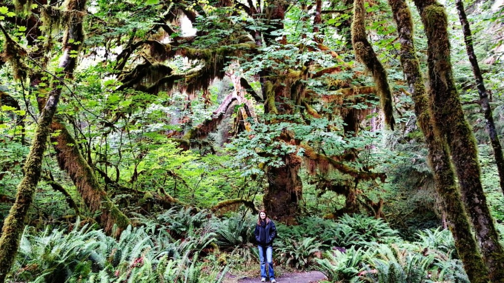 Hoh Valley Rainforest - Olympic National Park