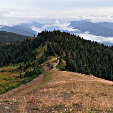 Experience Olympic National Park in Washington