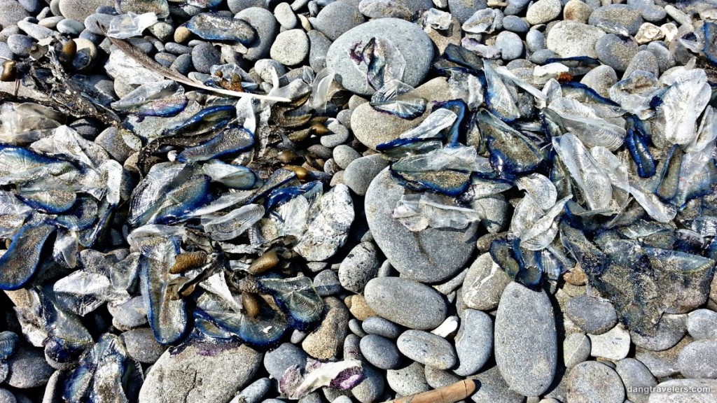 Sea Creatures - Olympic National Park