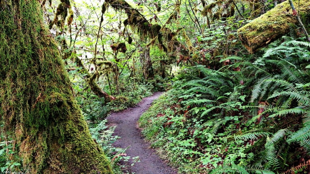 Trail in Hoh Rainforest - Olympic National Park