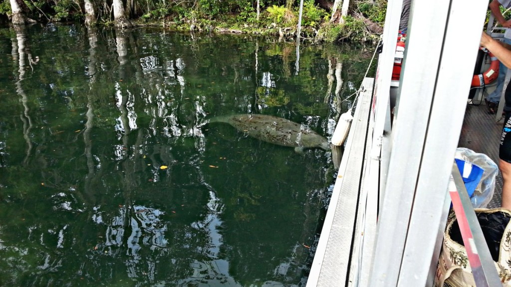 Swimming with Manatees - Boat