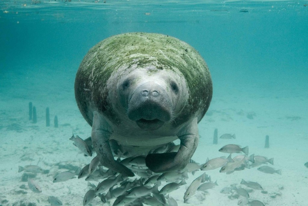 Swimming with manatees in Crsytal River, Florida.