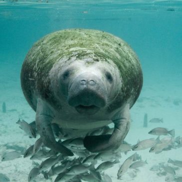 Extraordinary Experience Swimming with Manatees in Crystal River