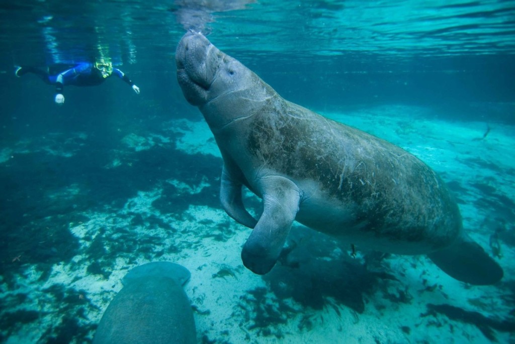 Swimming with Manatees - Snorkeler