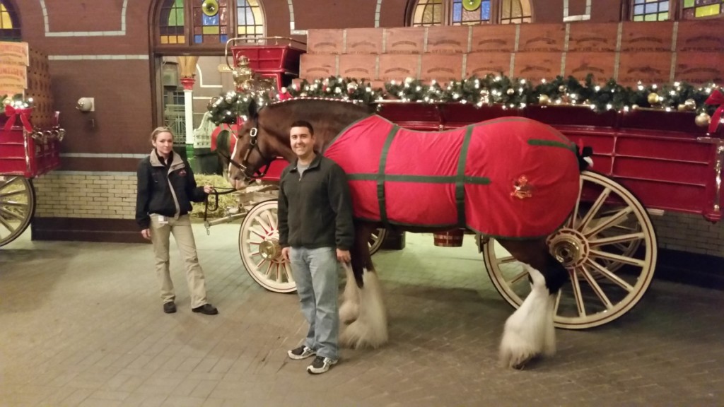 Clydesdale at the St. Louis Brewery Christmas Lights 