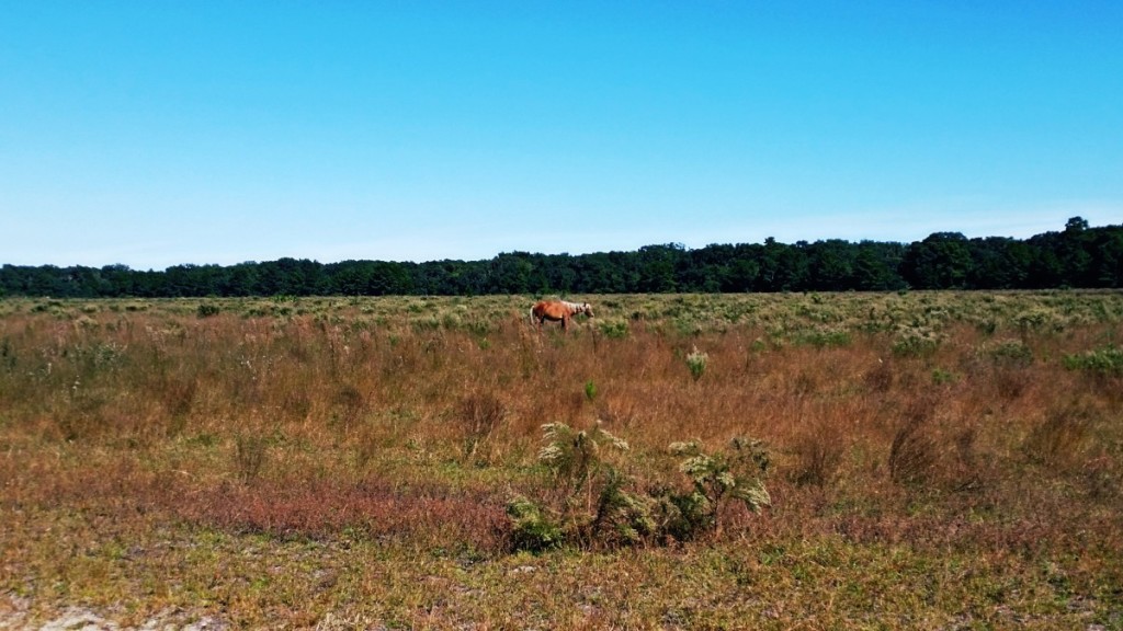 Cumberland Island Horses