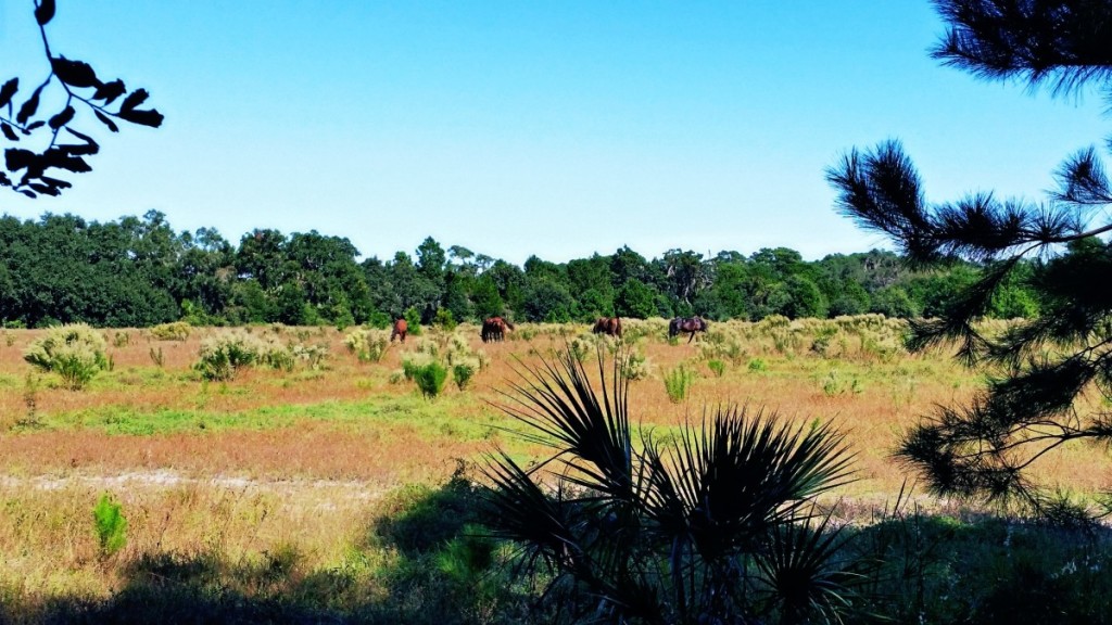 Cumberland Island Horses