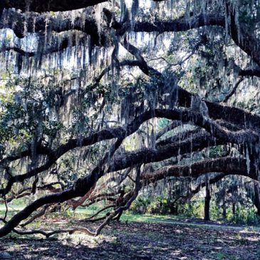 America’s Unspoiled Jewel: Cumberland Island