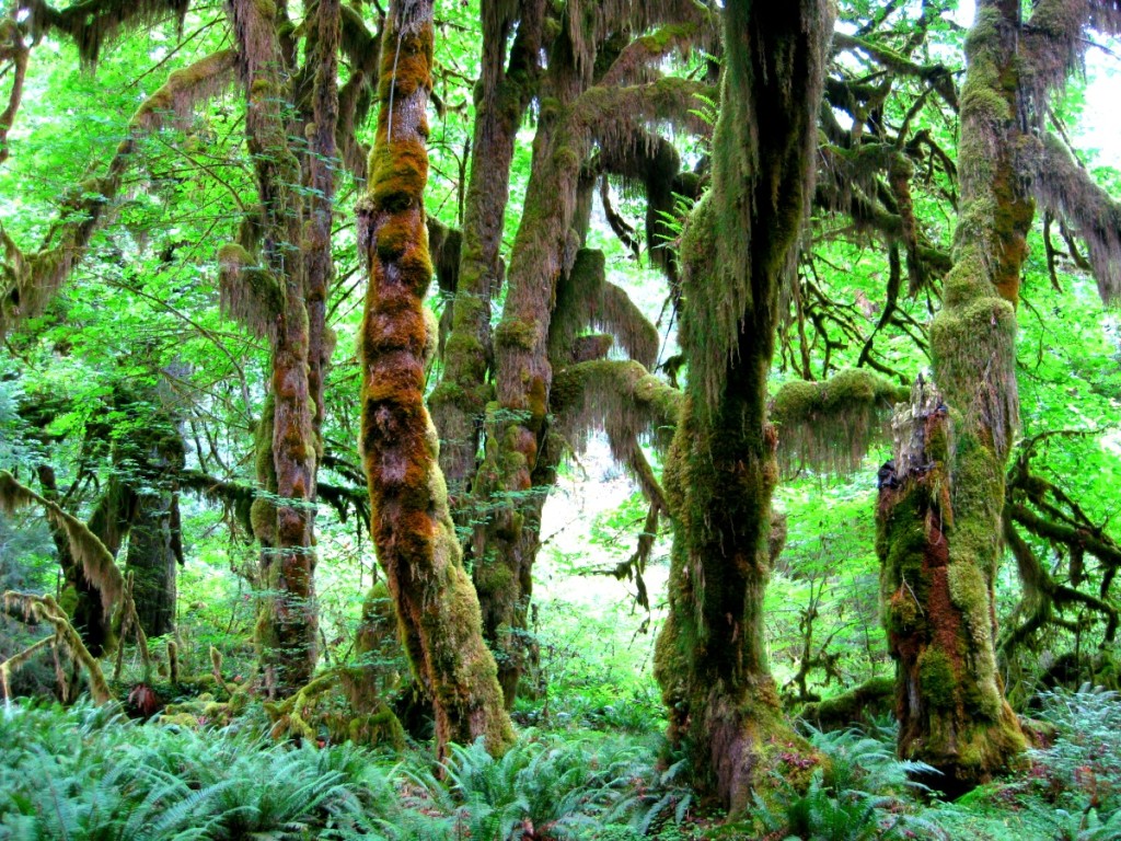 Olympic National Park