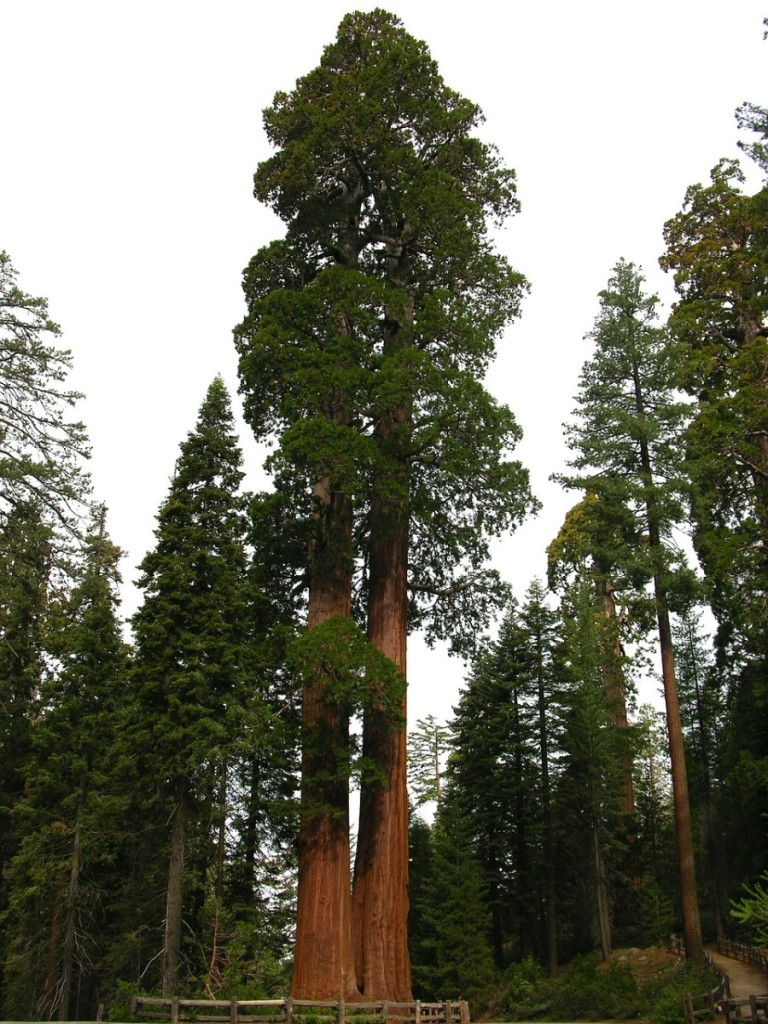 Sequoia - National Park Service