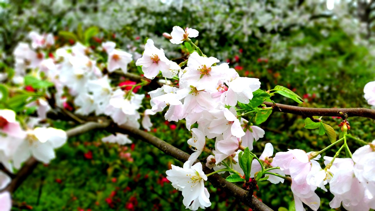 Awaken In Macon The Cherry Blossom Capital Of The World Dang Travelers awaken-in-macon-the-cherry-blossom-capital-of-the-world-dang-travelers