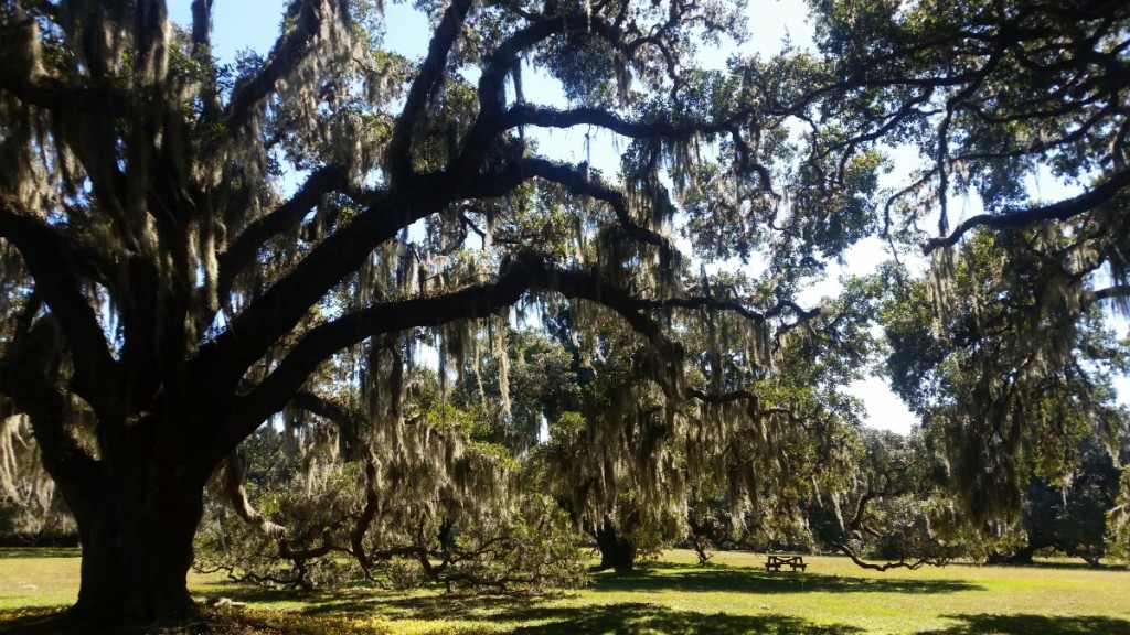 Cumberland Island Monthly Recap