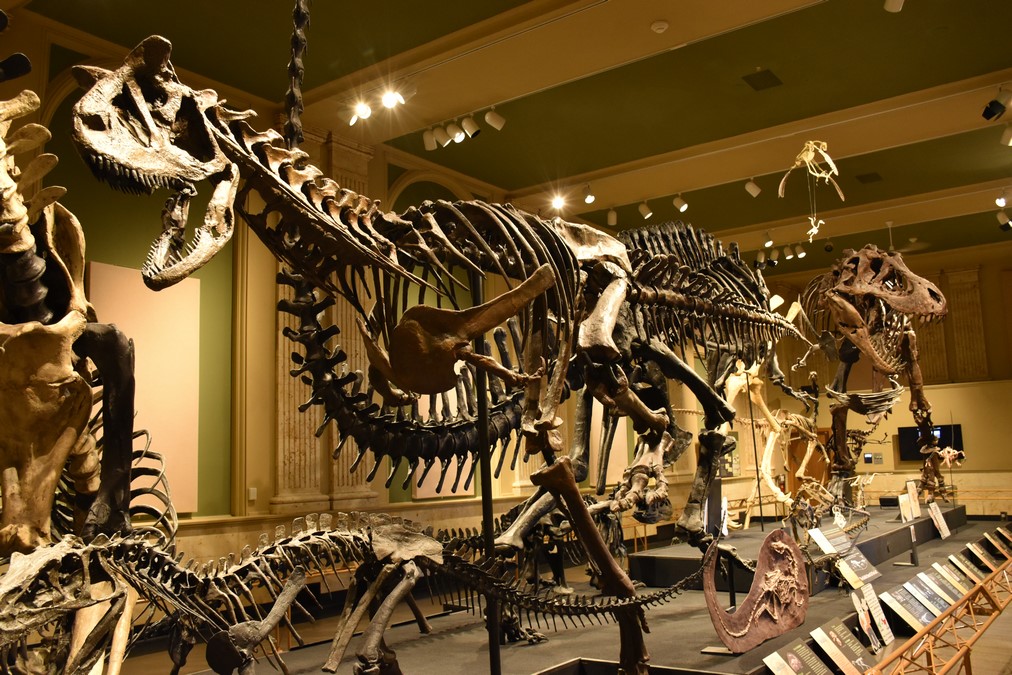 Things to do in Kenosha, Wisconsin include a stop at the Dinosaur Discovery Museum.