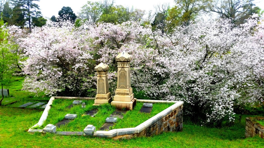 Macon, Georgia Cherry Blossoms