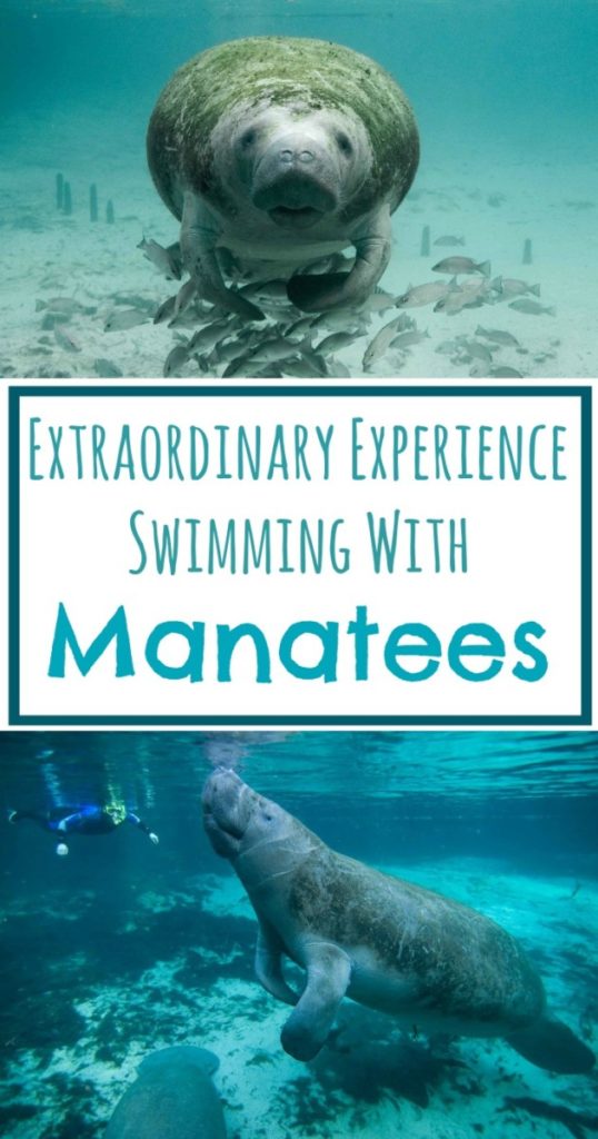 Swimming with Manatees