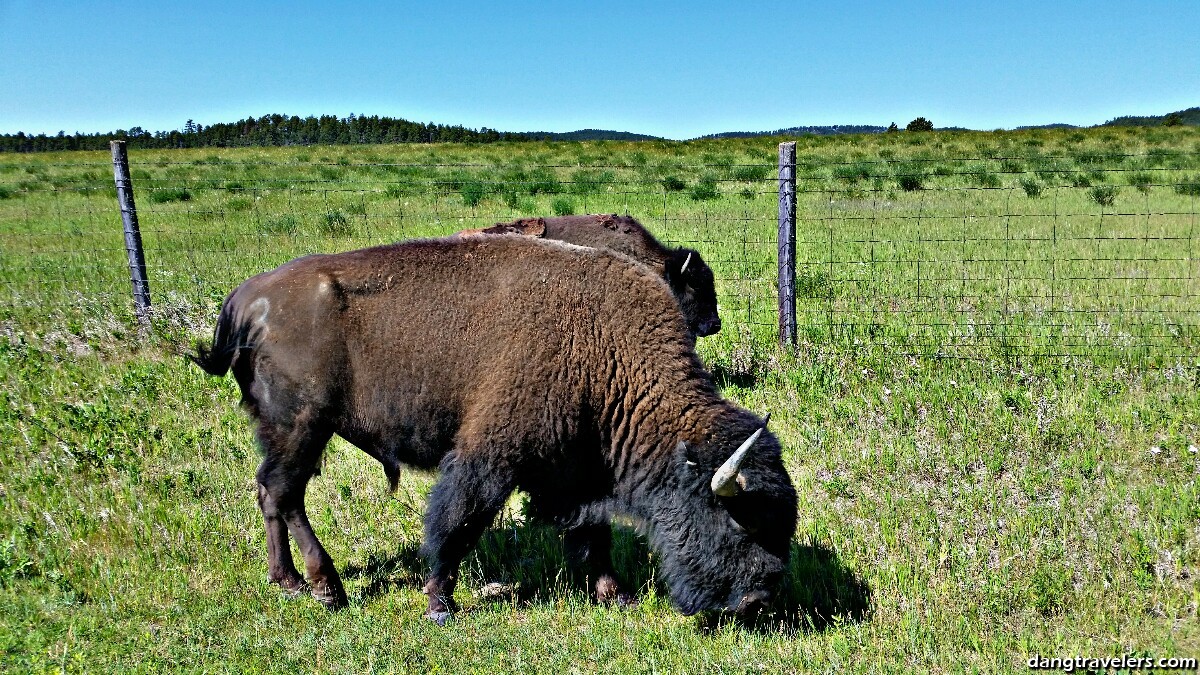 Custer State Park Wildlife Loop