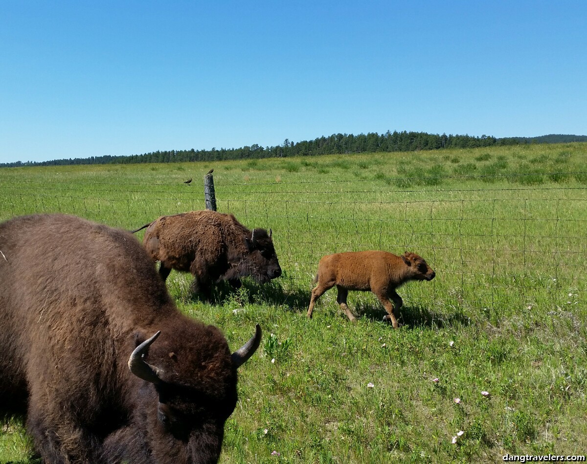 Custer State Park Wildlife Loop