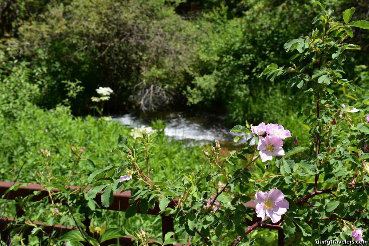 Flowers on the railing to Roughlock Falls in Spearfish Canyon.