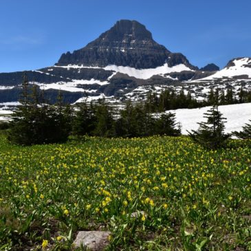 Hidden Lake Trail, An Introduction to Glacier National Park