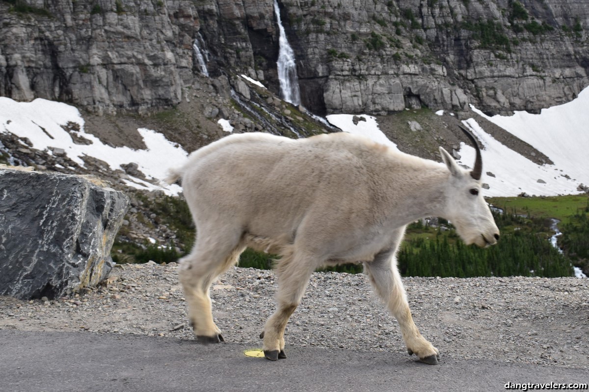 Going to the Sun Road 15