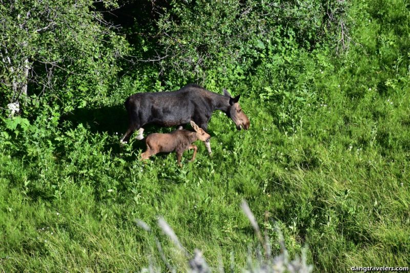 Moose and baby in Grand Teton National Park