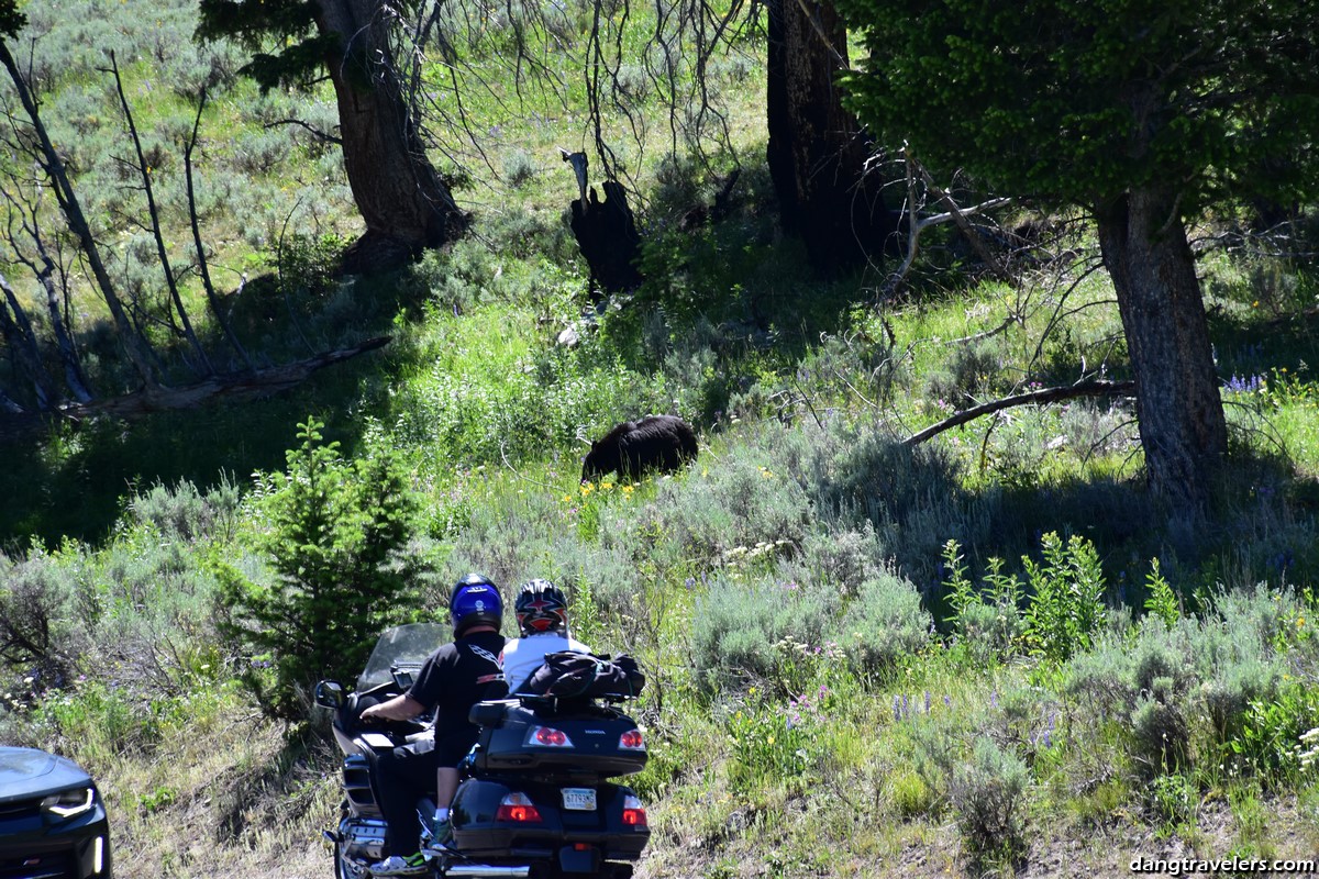 Bear in Yellowstone