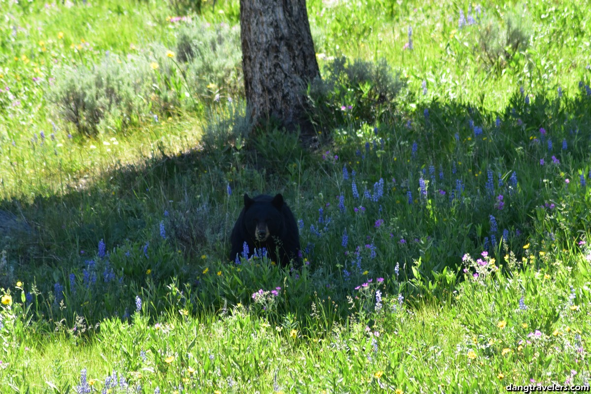 Bear in Yellowstone