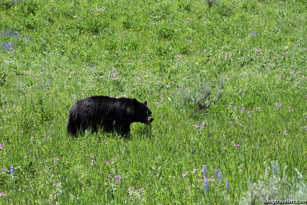 Bear in Yellowstone