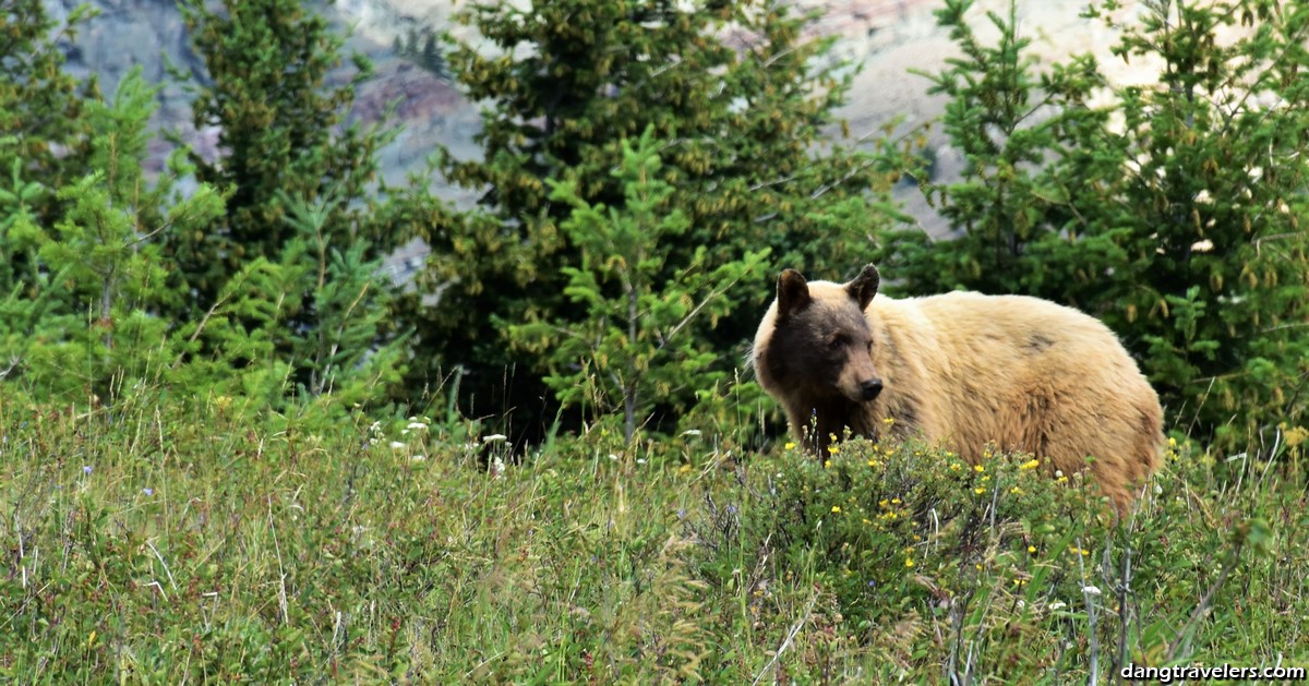 Waterton Lakes National Park (6)