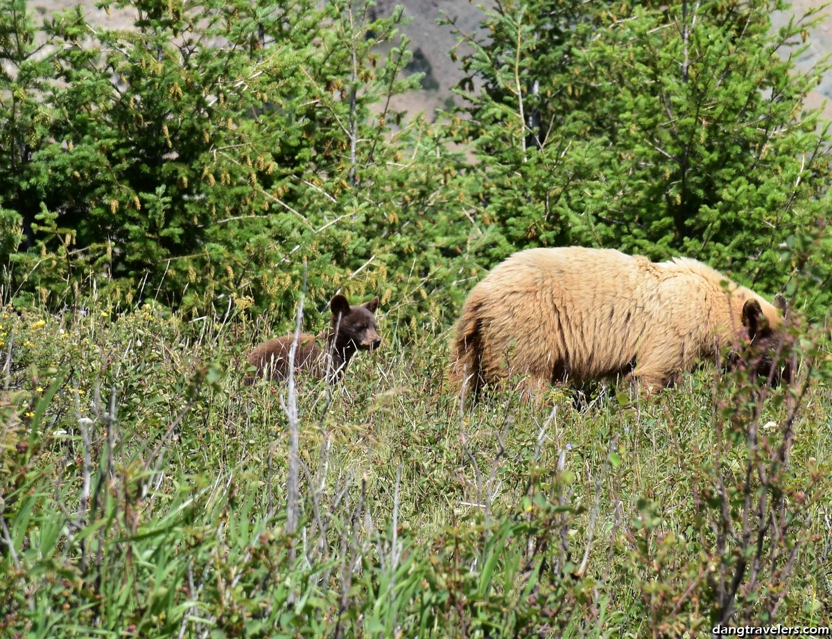 Waterton Lakes National Park (7)