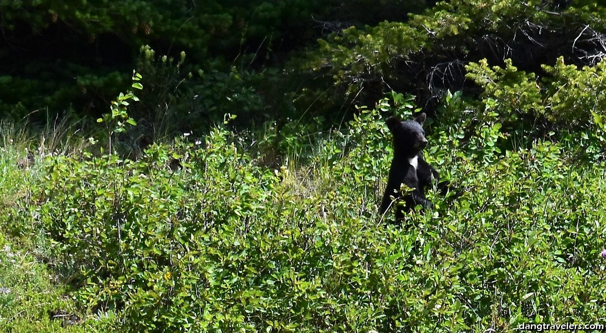 Waterton Lakes National Park (8)