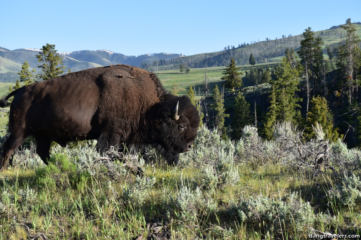 Bison along the Grand Canyon of the Yellowstone