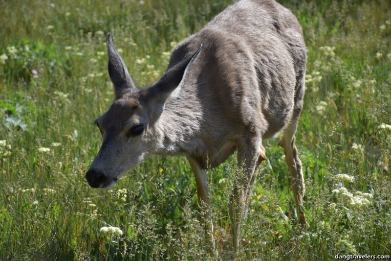 A Mule Deer in Grand Teton National Park.