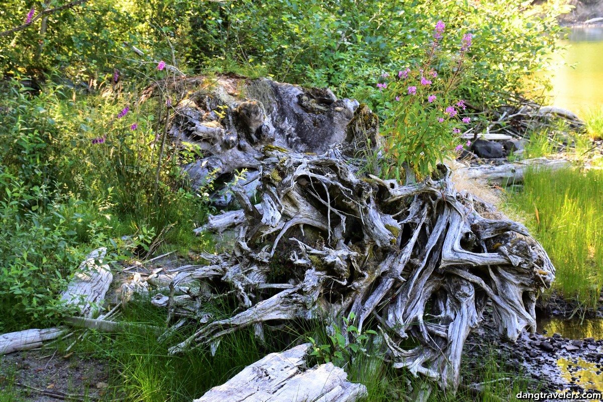 Mount St. Helens (12)