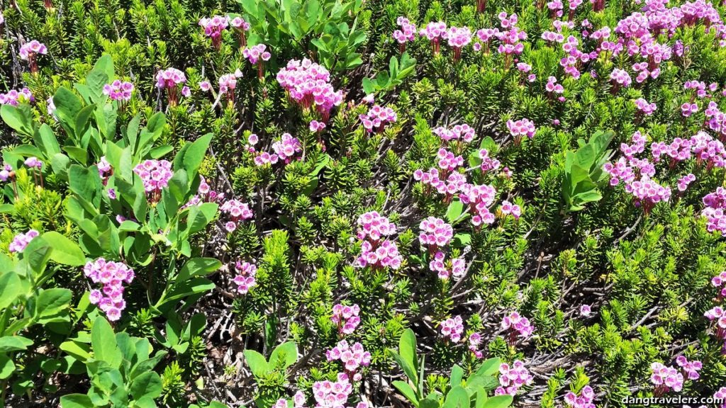 Pink wildflowers on the Skyline Trail Mount Rainier in Washington.