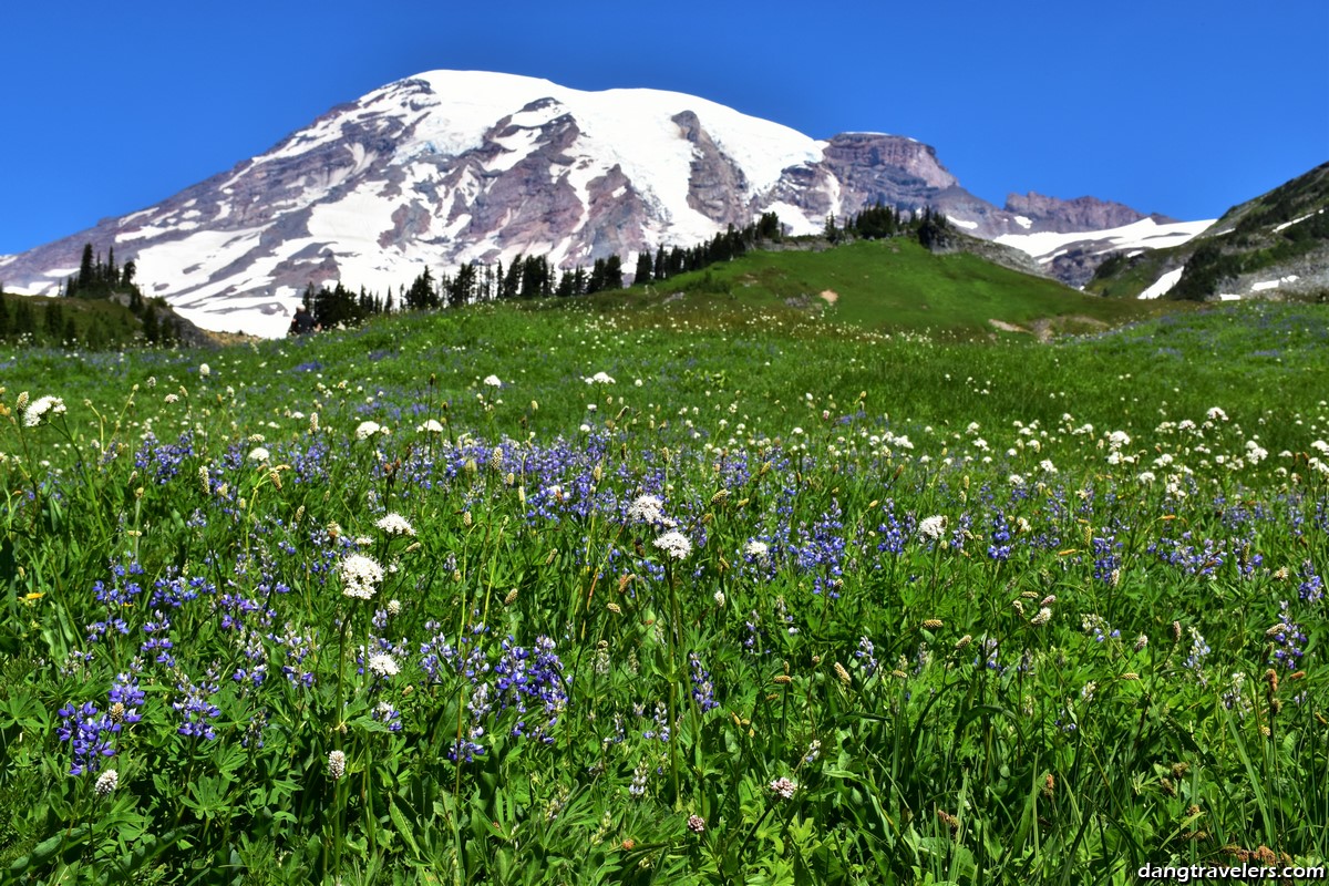 Wildflowers in Mount Rainier National Park