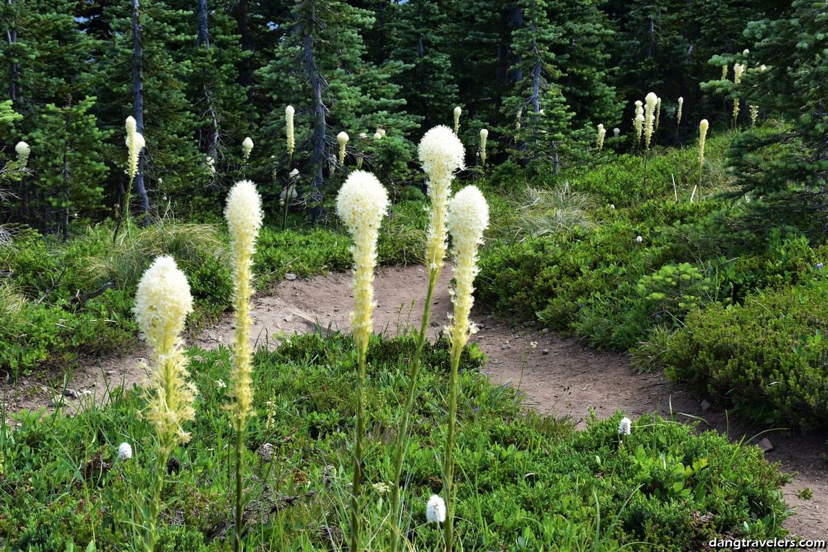 Mount Rainier National Park