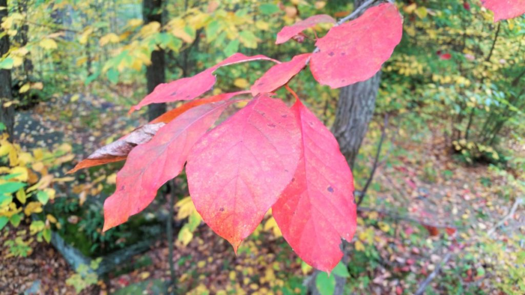 Poconos fall color at Childs Park in Pennsylvania.