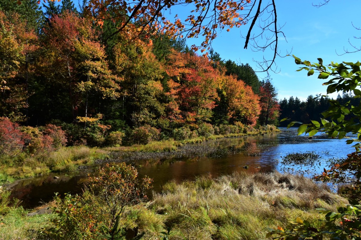 Fall foliage poconos in Promised Land State Park.