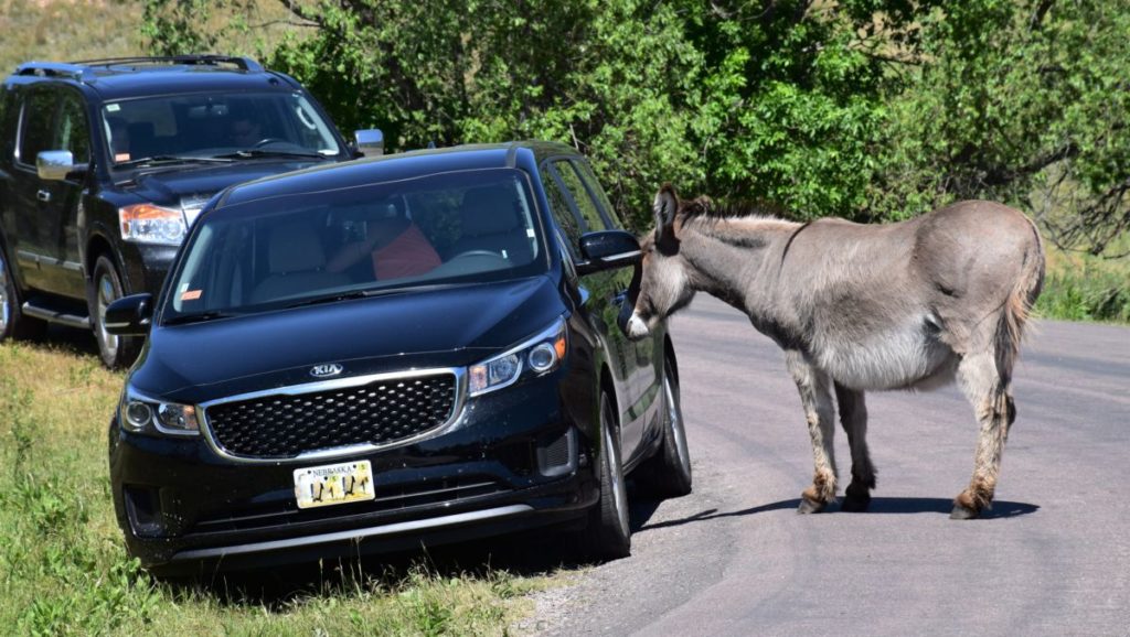 Let us convince you to visit Custer State Park: remarkable beauty, thrilling animal encounters, lake fun, cool lodging, and incredible scenic drives.