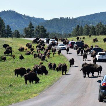 10 Reasons to Visit Custer State Park in South Dakota