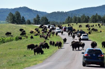 Let us convince you to visit Custer State Park: remarkable beauty, thrilling animal encounters, lake fun, cool lodging, and incredible scenic drives.