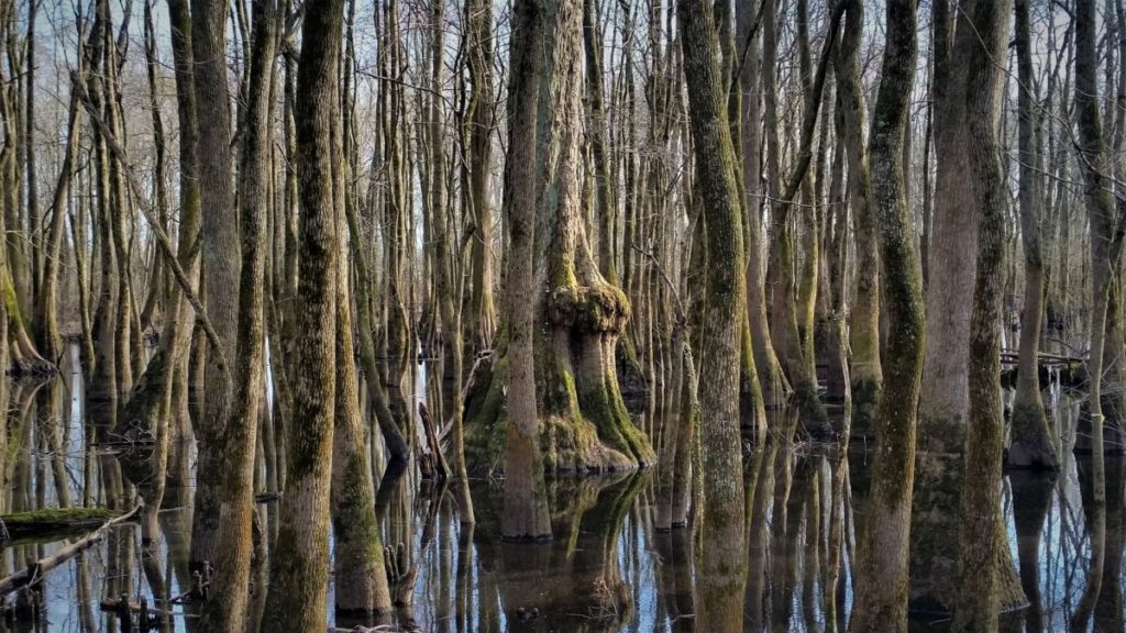 Southern Illinois is home to incredible landscapes of dramatic rock formations and stunning vistas. Here are the top Shawnee National Forest attractions.